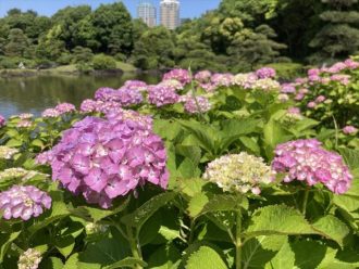 公園だより最新投稿写真