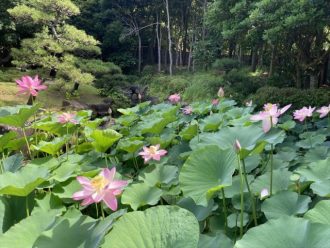 公園だより最新投稿写真