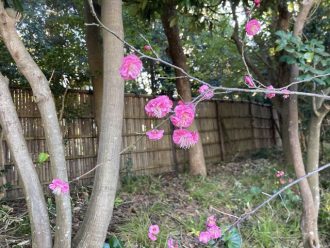 公園だより最新投稿写真