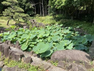 公園だより最新投稿写真