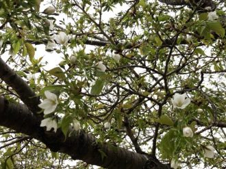 公園だより最新投稿写真
