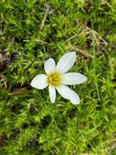 公園だより最新投稿写真