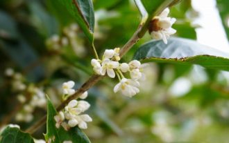 公園だより最新投稿写真