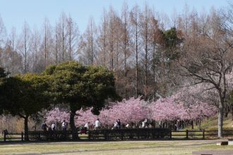 公園だより最新投稿写真