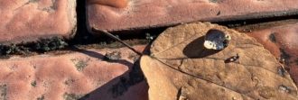 公園だより最新投稿写真