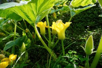 公園だより最新投稿写真