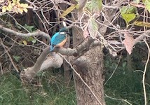 公園だより最新投稿写真