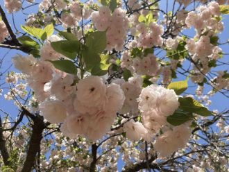 公園だより最新投稿写真