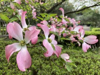 公園だより最新投稿写真