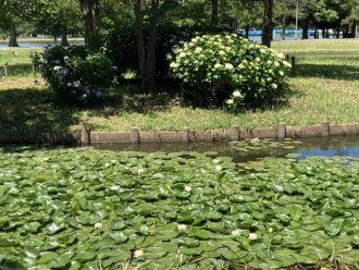 公園だより最新投稿写真
