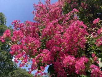 公園だより最新投稿写真