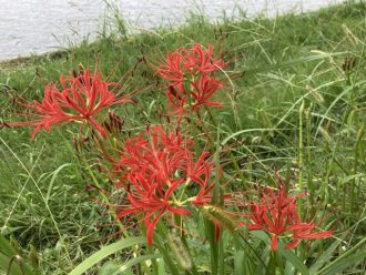公園だより最新投稿写真