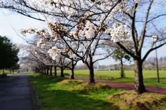 公園だより最新投稿写真
