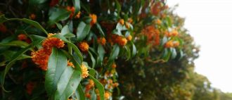 公園だより最新投稿写真