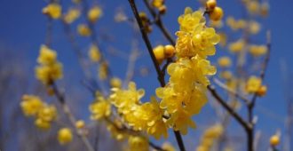 公園だより最新投稿写真