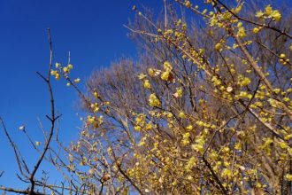 公園だより最新投稿写真