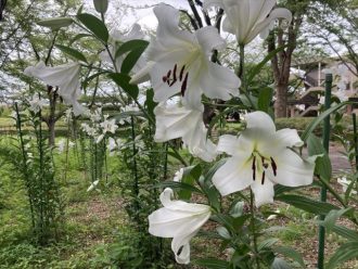 公園だより最新投稿写真