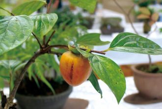主催イベント：秋の山野草展の画像
