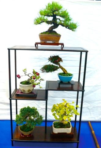 主催イベント：秋麗盆栽展の画像