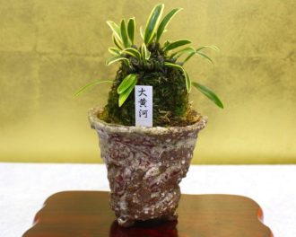 主催イベント：着生蘭伝統園芸展の画像