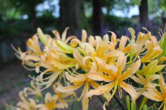 主催イベント:10月のイベントの画像