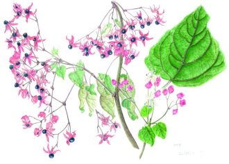 主催イベント：植物画同好会作品展の画像