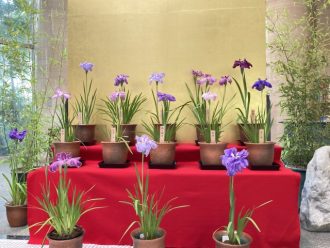 主催イベント：ハナショウブ展の画像