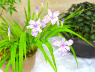 主催イベント：春の山野草展の画像