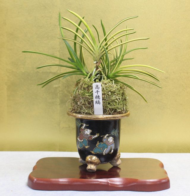 富貴蘭展｜イベント情報｜草津市立 水生植物公園みずの森