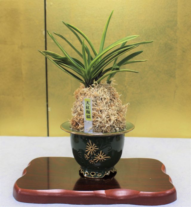 富貴蘭展｜イベント情報｜草津市立 水生植物公園みずの森