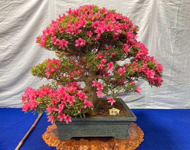 新緑盆栽展｜イベント情報｜草津市立 水生植物公園みずの森