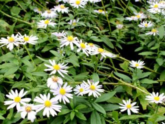 公園だより最新投稿写真