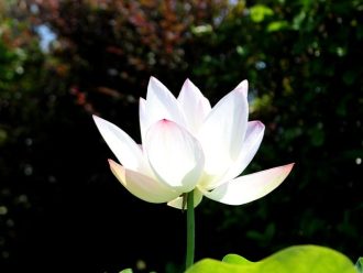 公園だより最新投稿写真