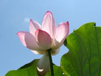 公園だより最新投稿写真