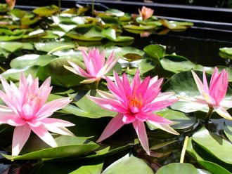 公園だより最新投稿写真