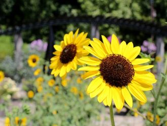 公園だより最新投稿写真