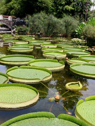 公園だより最新投稿写真