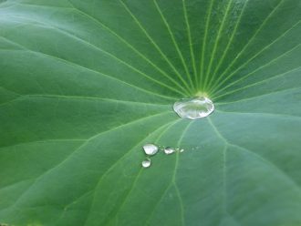 公園だより最新投稿写真