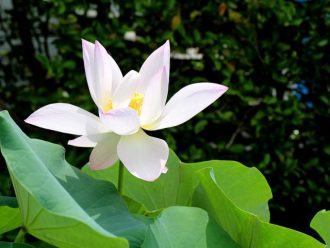 公園だより最新投稿写真