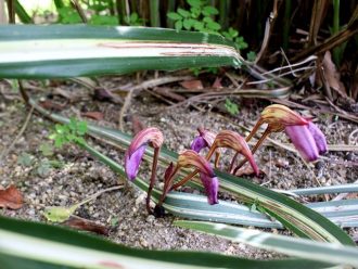 公園だより最新投稿写真