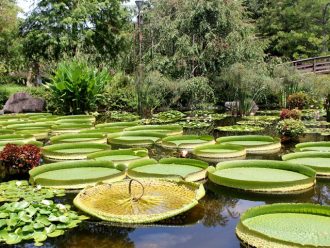 公園だより最新投稿写真