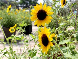 公園だより最新投稿写真
