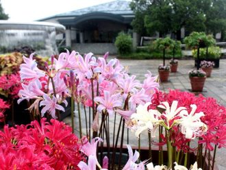 公園だより最新投稿写真