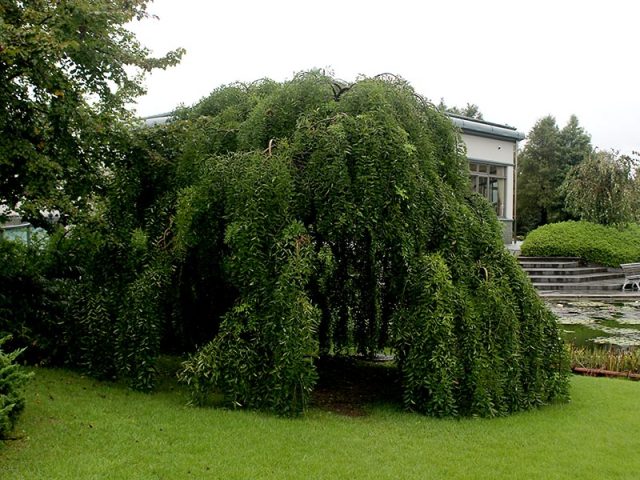 公園だより｜草津市立 水生植物公園みずの森