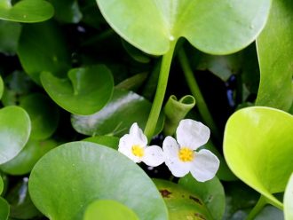 公園だより最新投稿写真