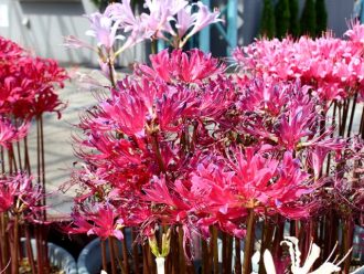 公園だより最新投稿写真