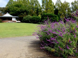 公園だより最新投稿写真