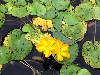 公園だより最新投稿写真