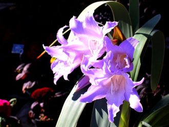 公園だより最新投稿写真