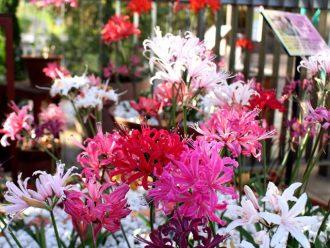 公園だより最新投稿写真